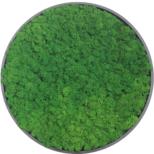 Next Gen Living Walls | Rentiermoos Kreis Ø45 Waldgrün mit schwarzem Rahmen | 45 x 4–5 cm
