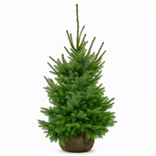 Sapin de Noël Picea omorika | 150–170 cm | compressé en pot