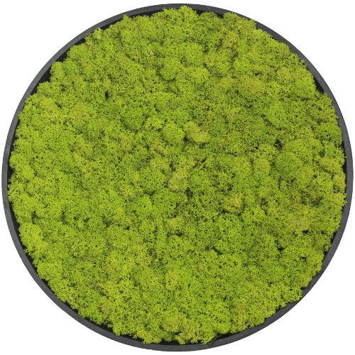 Next Gen Living Walls | Rentiermoos Kreis Ø60 Limettengrün mit schwarzem Rahmen | 60 x 4–5 cm
