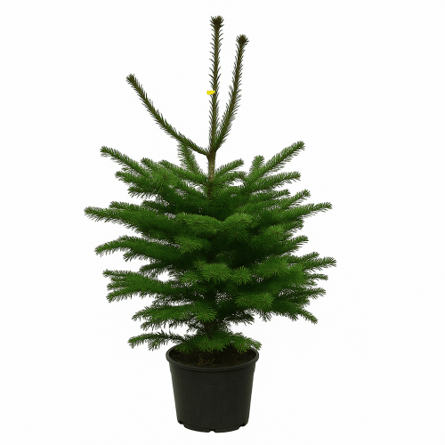 Sapin de Noël Nordmann | 150–170 cm | fraîchement coupé