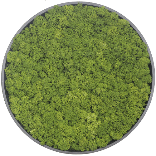 Next Gen Living Walls | Rentiermoos Kreis Ø37 Mittelgrün mit schwarzem Rahmen | 37 x 4–5 cm