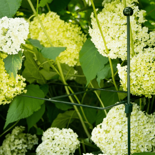 Tuteur pour hortensia 'Annabelle' | carré | 75 x 75 cm | Paon