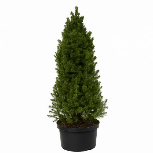 Sapin de Noël Conica | 80–100 cm | cultivé en pot