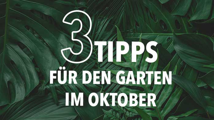 Le jardin en octobre : que faire maintenant ?